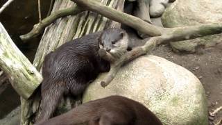 Spielende Fischotter Babys im Zoo am Meer Bremerhaven 16711 [upl. by Chloris]