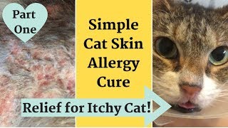 Home Remedy for Cat with Itchy Inflamed Skin  Allergy Relief [upl. by Flossie]