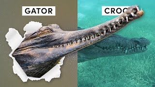 All 27 Species of Crocodilian Inc 3 Recently Discovered [upl. by Boycie114]