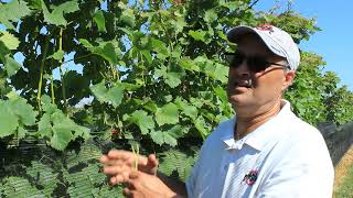 Grapevine Nutrient Management Petiole Sampling and Analysis [upl. by Sterling]