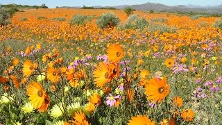 Namaqualand The flowering desert  South Africa [upl. by Eedoj]