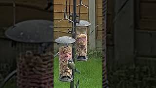 Beautiful Bird Nuthatch Eating Peanuts UK Birdwatching English Garden birds animals cute uk [upl. by Ssilb967]