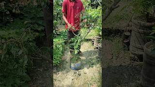 new deb nursery। chepst nursery short ytshorts shorts fruit plantnursery [upl. by Giustino604]