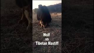 Wolf vs Tibetan Mastiff [upl. by Eeima642]