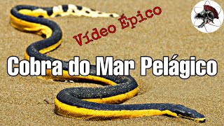 Cobra do Mar Pelágico  Biólogo Henrique o Biólogo das Cobras [upl. by Ynnoj598]