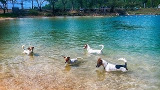 Four Jack Russell Terriers on a Fishing Trip [upl. by Htiderem]