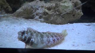 Lawnmower Blenny Salarias fasciatus [upl. by Wina]