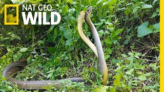 Watch an Elaborate Rat Snake DanceOff  Nat Geo Wild [upl. by Arac]