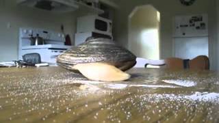 Live Clam Licks Salt On a Table [upl. by Kciredohr]