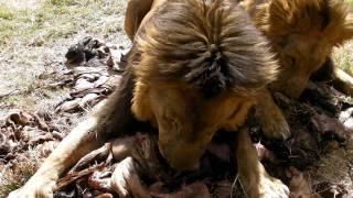 Lion Feeding at Antelope Park Zimbabwe [upl. by Onitsuaf]