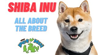 All About Dog Breed Shiba Inu [upl. by Tewfik]