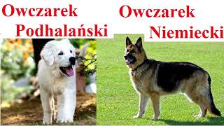 Owczarek Niemiecki a Owczarek Podhalański  PORÓWNANIE [upl. by Essiralc]