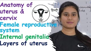 Anatomy of Uterus  Internal Genitalia  Blood supply  Functions  Layers [upl. by Marylynne71]