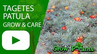 Tagetes patula  grow and care [upl. by Trinatte]