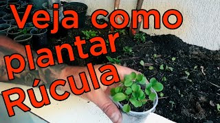 Rúcula o Melhor e Mais Fácil Jeito de Plantar [upl. by Anawot]