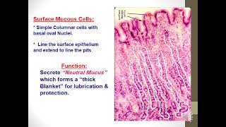 Histology Stomach [upl. by Pardew]