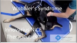 Wobblers Syndrome and IVDD in old dogs Innovarius NICE Therapeutics™ [upl. by Nnov]