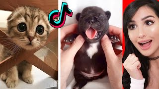 Cute Animals on Tik Tok That Will Make You Laugh [upl. by Retsae157]