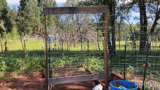 New trellises and planting tomatillo and watermelon in the garden 🪴 [upl. by Yatnahc70]