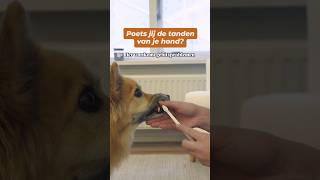 Waarom de tanden van je hond poetsen hondentraining [upl. by Yttocs633]