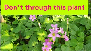 Dont thorough this plantHealth benefits of ChangeriIndian sorrelMedicine plantGrow Oxalis [upl. by Soisanahta]