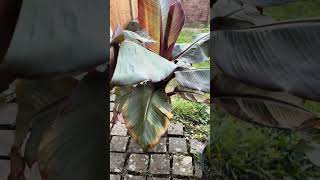 Comparing Ensete Banana Plants In Late November 2023 tropicalgarden [upl. by Asylla]