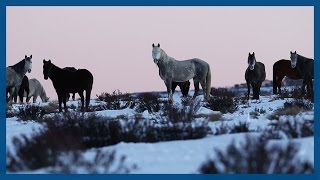 Australian brumbies We dont want to see them shot  Guardian Australia [upl. by Greysun]