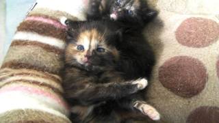 Tortoiseshell Kittens [upl. by Season]