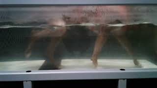 Cooper B Underwater Treadmill [upl. by Nevin506]