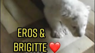 La belle relation entre Brigitte et Eros le tigre blanc ❤️ [upl. by Nilyac]