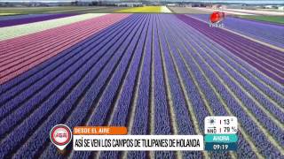 Campos de tulipanes en Holanda visto desde el aire por drones 23 de abril de 2015 [upl. by Aneehsal498]