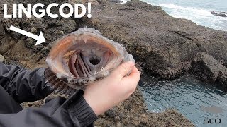 Rock Fishing the California Coast for BIG Lingcod with SWIMBAITS [upl. by Htebazile]