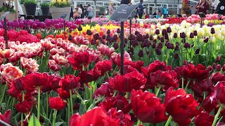 Keukenhof garden 2023  Spring color  4k [upl. by Aviv]