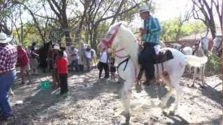 Dancing with Horses  A Tope Festival in Costa Rica [upl. by Lamok]