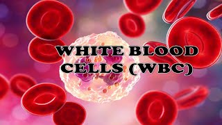 WHITE BLOOD CELLS WBC  IN TAMIL STRUCTURE amp FUNCTION NEUTROPHIL BASOPHIL… LYMPHOCYTE [upl. by Jecon436]