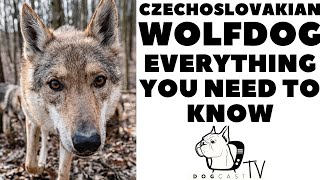 CZECHOSLOVAKIAN WOLFDOG  Everything you need to know DogCastTV [upl. by Odlawso]