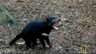 Bite of the Tasmanian Devil  National Geographic [upl. by Neau515]