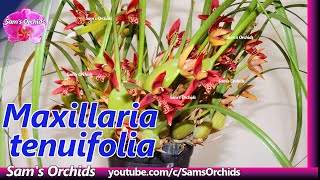 Orchid tricks for Maxillaria tenuifolia to bloom [upl. by Aitam231]