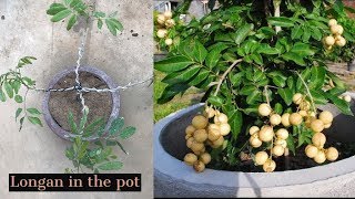 Growing Longan Fruit Tree in a Pot [upl. by Schwarz]