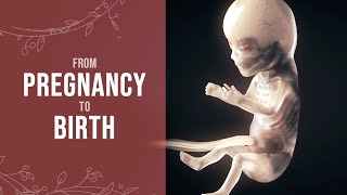 Pregnancy  How a Wonder is Born Animation [upl. by Adi270]