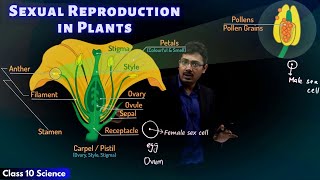 Sexual Reproduction in Plants  CBSE Class 10 Science  Toppr Study [upl. by Les]