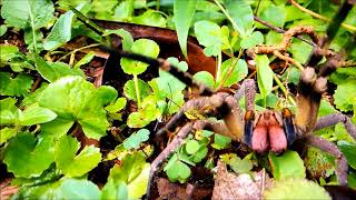 Aranha Armadeira  Brazilian Wandering Spider [upl. by Greenland]