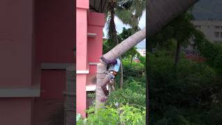 Tree cutter Arul kaniyakumari top tree cutter [upl. by Lsil]