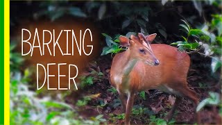 Barking Deer  Indian Muntjac Muntiacus muntjak  Facts and Details [upl. by Knowles175]