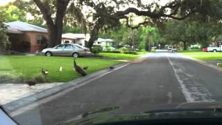 Peacocks in St Petersburg Florida neighborhood [upl. by Atteras]