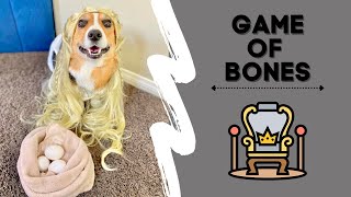 Game of Bones  Hammy and Olivia Corgi shorts corgi [upl. by Deer]