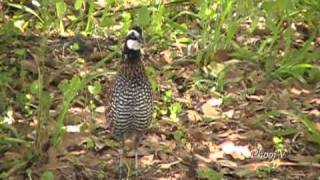 Bobwhite Quail Visiting and Leaving [upl. by Lliw]