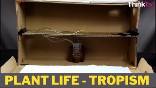 Plant Life  Tropism  Class 10 Experiential Activity [upl. by Windsor217]