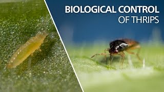 Black thrips  ब्लैक थ्रिप्स कंट्रोल  black thrips control best Insecticide  thrips control [upl. by Ahtibat]