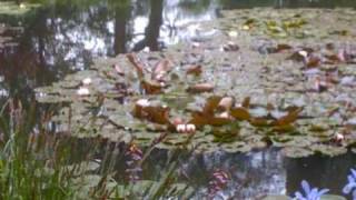 GIVERNY  Maison et Jardins de Claude Monet [upl. by Atoel]